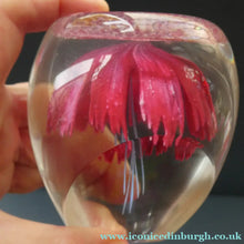 Load image into Gallery viewer, SCOTTISH Caithness Glass Paperweight: FANTASY ORCHID by Alastair MacIntosh; 1993
