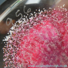 Load image into Gallery viewer, SCOTTISH Caithness Glass Paperweight: FANTASY ORCHID by Alastair MacIntosh; 1993
