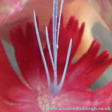 Load image into Gallery viewer, SCOTTISH Caithness Glass Paperweight: FANTASY ORCHID by Alastair MacIntosh; 1993
