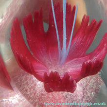 Load image into Gallery viewer, SCOTTISH Caithness Glass Paperweight: FANTASY ORCHID by Alastair MacIntosh; 1993
