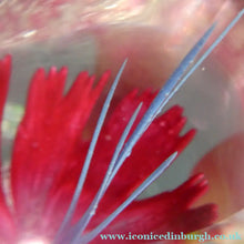 Load image into Gallery viewer, SCOTTISH Caithness Glass Paperweight: FANTASY ORCHID by Alastair MacIntosh; 1993

