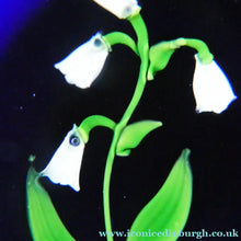 Load image into Gallery viewer, Vintage Scottish Paperweight . Lily of the Valley (MAY) White Lampwork Flower on Dark Blue Base
