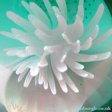 Load image into Gallery viewer, Scottish Paperweight Caithness Glass White Aster 1999

