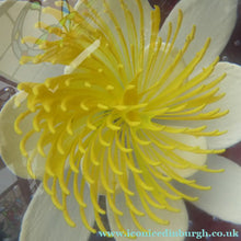 Load image into Gallery viewer, CAITHNESS GLASS. Vintage 2002 Paperweight. PURITY OF HEART by Helen MacDonald
