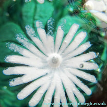 Load image into Gallery viewer, Scottish Caithness Glass Paperweight: Wildflower Collection Issue 2006 Daisies
