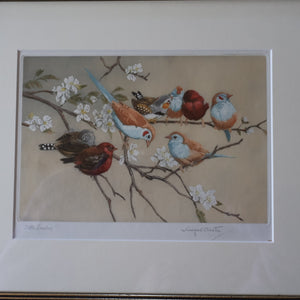 Pretty 1930s ORIGINAL Colour Etching of Little Birds Sitting on a Branch by Winifred Austen (1876 - 1964).  Pencil Signed