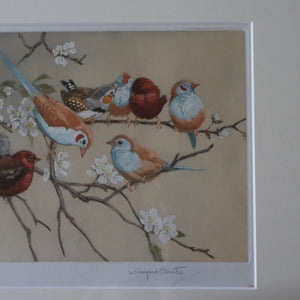 Pretty 1930s ORIGINAL Colour Etching of Little Birds Sitting on a Branch by Winifred Austen (1876 - 1964).  Pencil Signed