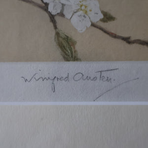 Pretty 1930s ORIGINAL Colour Etching of Little Birds Sitting on a Branch by Winifred Austen (1876 - 1964).  Pencil Signed