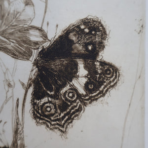 SCOTTISH ART: Katherine (Kate) Cameron (1874- 1965). Large 1920s Etching with Butterflies and Harebells. SIGNED