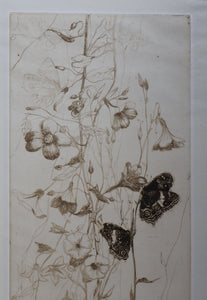 SCOTTISH ART: Katherine (Kate) Cameron (1874- 1965). Large 1920s Etching with Butterflies and Harebells. SIGNED