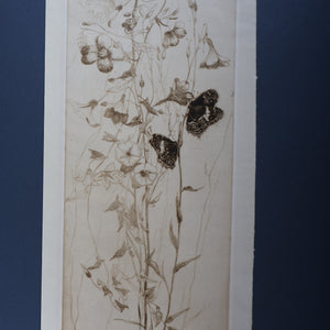 SCOTTISH ART: Katherine (Kate) Cameron (1874- 1965). Large 1920s Etching with Butterflies and Harebells. SIGNED