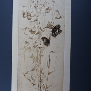 SCOTTISH ART: Katherine (Kate) Cameron (1874- 1965). Large 1920s Etching with Butterflies and Harebells. SIGNED