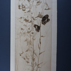 SCOTTISH ART: Katherine (Kate) Cameron (1874- 1965). Large 1920s Etching with Butterflies and Harebells. SIGNED