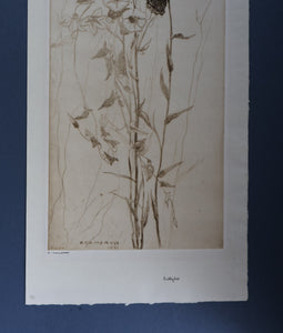 SCOTTISH ART: Katherine (Kate) Cameron (1874- 1965). Large 1920s Etching with Butterflies and Harebells. SIGNED