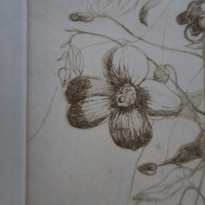 SCOTTISH ART: Katherine (Kate) Cameron (1874- 1965). Large 1920s Etching with Butterflies and Harebells. SIGNED