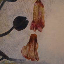 Load image into Gallery viewer, SCOTTISH ART. 2002 Gouache &amp; Wax Drawing by Sylvia von Hartmann Entitled "Botanical Assembly"
