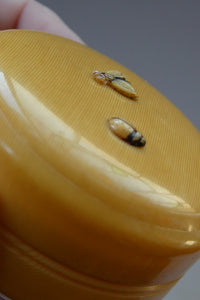 1930s Small Circular Lidded Pill Box with Fly and Ladybird Butterscotch Bakelite