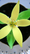 Load image into Gallery viewer, 1970s Caithness Glass Paperweight Entitled Flower in the Rain YELLOW Flower
