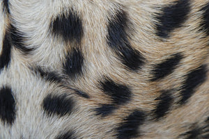 Vintage 1940s "Panthera Pardus" Leopard Skin Cigarette Case or Business Card Case