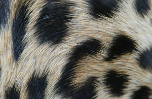 Vintage 1940s "Panthera Pardus" Leopard Skin Cigarette Case or Business Card Case