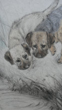 Load image into Gallery viewer, ORIGINAL Coloured Etching of Border Terriers by George Vernon Stokes (1874 - 1954). Pencil SIGNED
