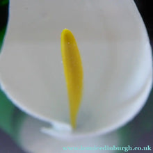 Load image into Gallery viewer, Scottish Caithness Glass Paperweight: Calla Lily by Gordon Hendry
