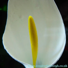 Load image into Gallery viewer, Scottish Caithness Glass Paperweight: Calla Lily by Gordon Hendry
