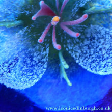 Load image into Gallery viewer, Scottish Glass. Caithness Glass Paperweight. Sapphire Chasm by Helen MacDonald
