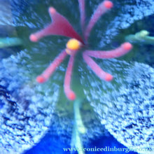 Load image into Gallery viewer, Scottish Glass. Caithness Glass Paperweight. Sapphire Chasm by Helen MacDonald
