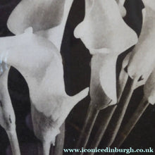 Load image into Gallery viewer, Norman McBeath Signed Photogravure Artists Proof Lilies
