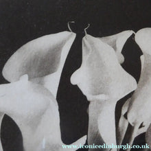 Load image into Gallery viewer, Norman McBeath Signed Photogravure Artists Proof Lilies
