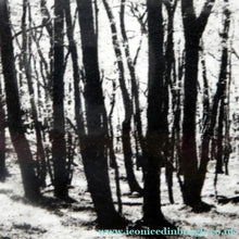 Load image into Gallery viewer, Norman McBeath Artist's Proof Photogravure. Trees in a Wood Signed
