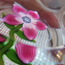 Load image into Gallery viewer, 1970s Pertshire Paperweight Stuart Drysdale Lampwork Paperwith Pink Flower BOXED
