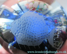 Load image into Gallery viewer, 1972 Caithness Paperweight with Engraved Fish. Colin Terris Limited Edition
