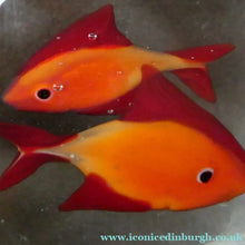 Load image into Gallery viewer, Vintage Italian Murano Glass GOLDFISH IN A BAG Model. Signed Oscar Zanetti
