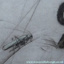 Load image into Gallery viewer, Vernon Stokes Etching Two Siamese Cats Watching a Cricket
