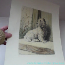 Load image into Gallery viewer, Herbert Thomas Dicksee Etching of West Highland Terrier Westie 1920s
