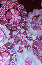 Load image into Gallery viewer, 1970s J Cane J Studio Glass Scottish Paperweight Crieff John Deacons
