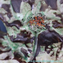 Load image into Gallery viewer, SINGLE LARGE Antique 1870s STAFFORDSHIRE Chimney Ornament of a Fancy Bird Perched on a Mossy Bank
