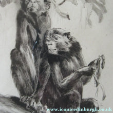 Load image into Gallery viewer, 1920s Etching Revival Drypoint by Leonard Robert Brightwell. Monkeys. The Social Climber
