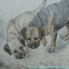 Load image into Gallery viewer, ORIGINAL Coloured Etching of Border Terriers by George Vernon Stokes (1874 - 1954). Pencil SIGNED
