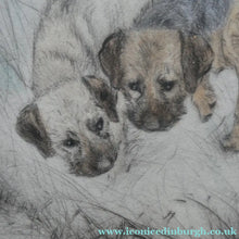 Load image into Gallery viewer, ORIGINAL Coloured Etching of Border Terriers by George Vernon Stokes (1874 - 1954). Pencil SIGNED
