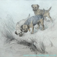 Load image into Gallery viewer, ORIGINAL Coloured Etching of Border Terriers by George Vernon Stokes (1874 - 1954). Pencil SIGNED
