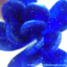 Load image into Gallery viewer,  Perthshire Glass Floral Paperweight (PP133A) with Blue Flower Heads and Facets

