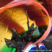 Load image into Gallery viewer, Helen Macdonald Scottish Paperweight Liberte Les Miserables Caithness Glass
