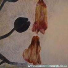 Load image into Gallery viewer, SCOTTISH ART. 2002 Gouache &amp; Wax Drawing by Sylvia von Hartmann Entitled "Botanical Assembly"
