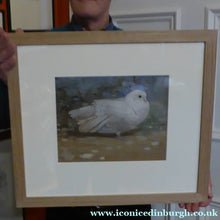 Load image into Gallery viewer, Scottish Art for Sale. Edwin Alexander Watercolour White Dove
