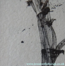 Load image into Gallery viewer, Scottish Art for Sale. Jane Hyslop Drawing of Wildflowers and Plants
