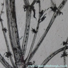 Load image into Gallery viewer, Scottish Art for Sale. Jane Hyslop Drawing of Wildflowers and Plants
