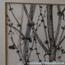 Load image into Gallery viewer, Scottish Art for Sale. Jane Hyslop Drawing of Wildflowers and Plants
